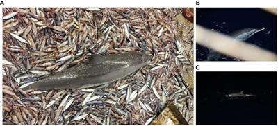 Acoustic deterrence to facilitate the conservation of pantropical spotted dolphins (Stenella attenuata) in the Western Pacific Ocean